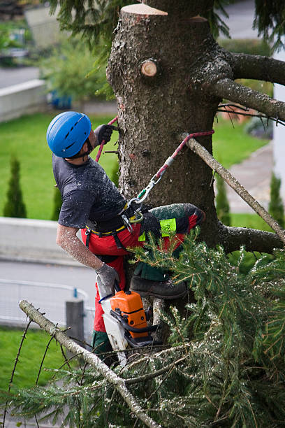 How Our Tree Care Process Works  in  Walnut Cove, NC